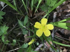 Ranunculus hispidus hispidus