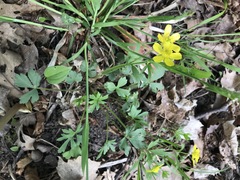 Ranunculus hispidus hispidus