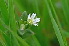 Cerastium fontanum