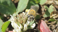 Colletes cognatus