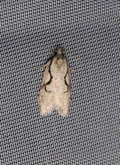 Semioscopis packardella