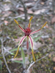 Caladenia arrecta