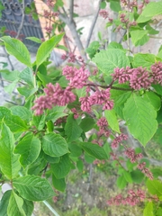 Syringa josikaea