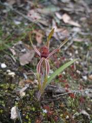 Caladenia arrecta