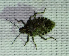 Apateticus lineolatus