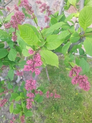 Syringa josikaea