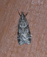 Scoparia palloralis
