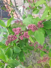Syringa josikaea