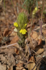 Castilleja rubicundula lithospermoides