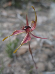 Caladenia plicata