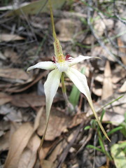 Caladenia × triangularis