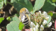 Colletes cognatus