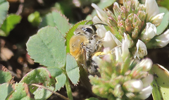 Colletes cognatus