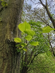 Ulmus glabra