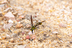 Phimenes flavopictus flavopictus