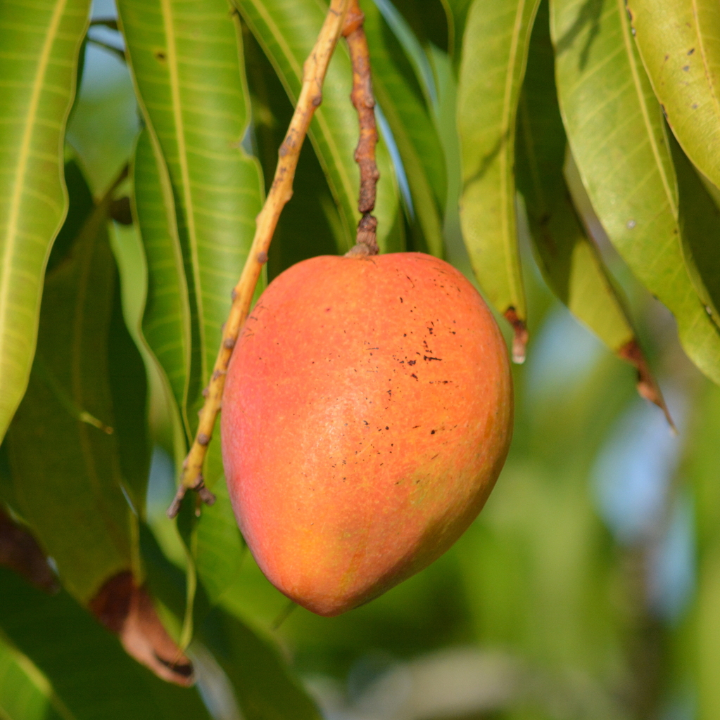 mangoes