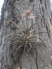 Tillandsia didisticha
