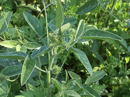 Image of Lathyrus odoratus by no rights reserved