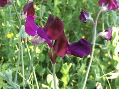 Lathyrus odoratus