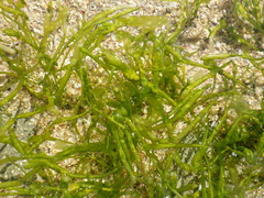 Ulva compressa
