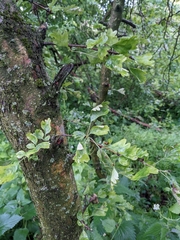 Crataegus monogyna