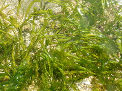 Ulva compressa