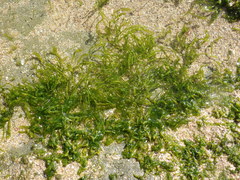 Ulva compressa