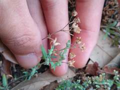 Houstonia parviflora
