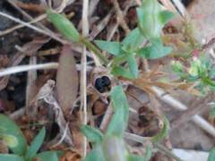 Houstonia parviflora