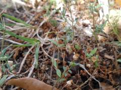 Houstonia parviflora