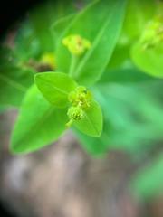Euphorbia hyberna