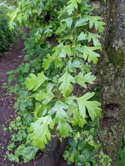 Crataegus monogyna