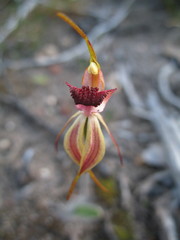 Caladenia ensata