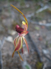 Caladenia ensata