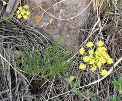 Harbouria trachypleura