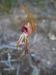 Caladenia ensata