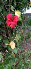 Hibiscus rosa-sinensis