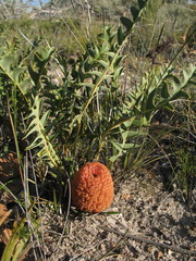 Banksia blechnifolia