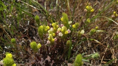 Castilleja rubicundula lithospermoides