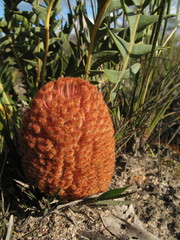 Banksia blechnifolia
