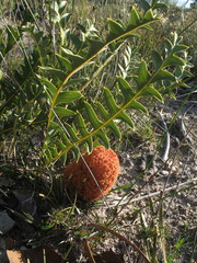 Banksia blechnifolia