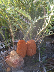 Banksia blechnifolia