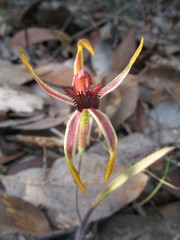 Caladenia arrecta