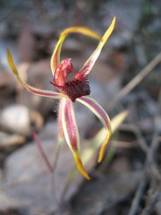 Caladenia arrecta
