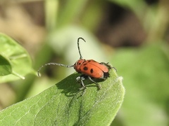 Tetraopes tetrophthalmus