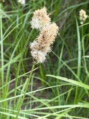 Carex disticha