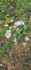 Anisodontea elegans