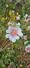 Anisodontea elegans