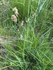 Carex disticha