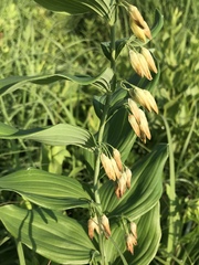 Polygonatum biflorum commutatum